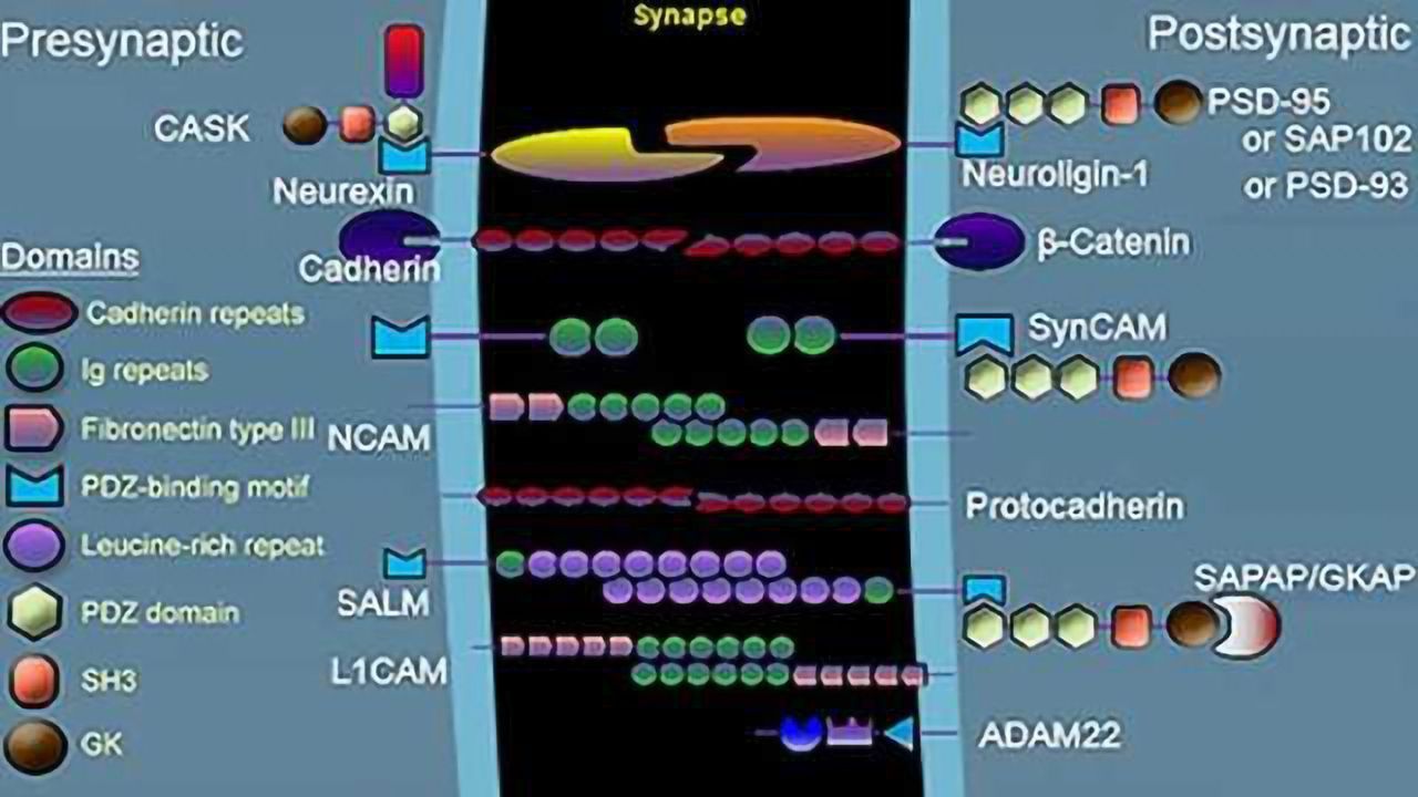 New Synaptic Function Webpage