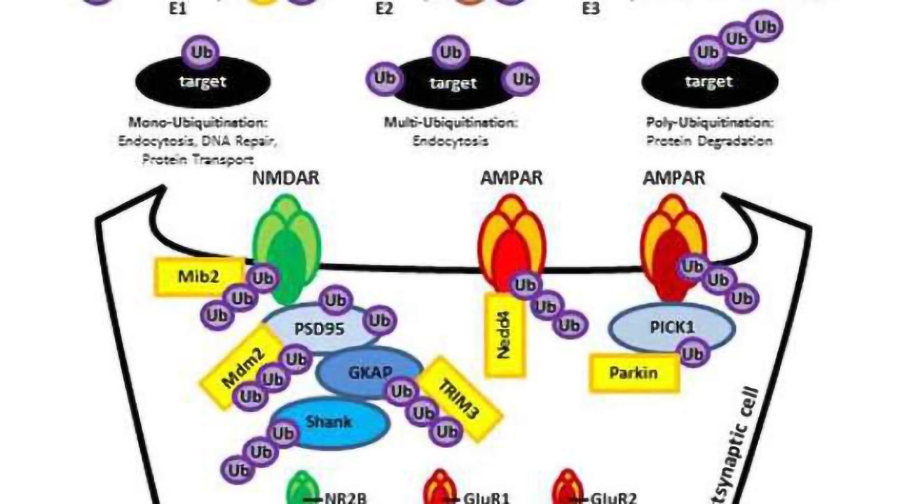 Ubiquitin Detection Antibodies from BioLegend