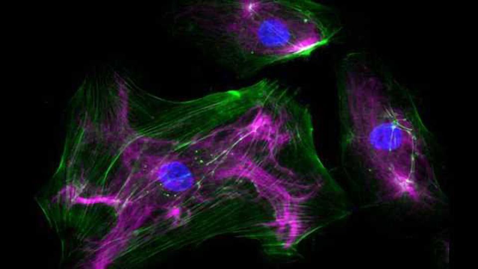 Nestin Detection Antibodies from BioLegend content piece image