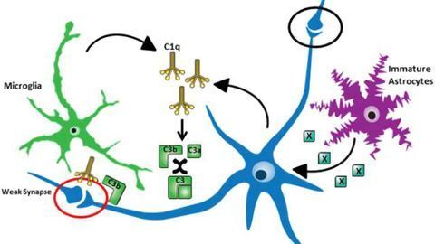 Complement-Mediated Synaptic Pruning During Development