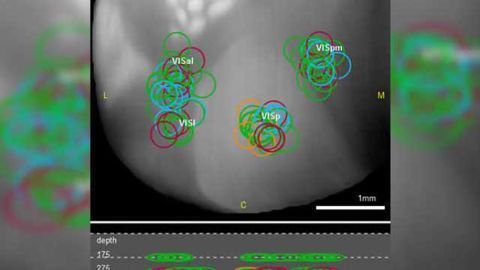 Allen Brain Observatory launched