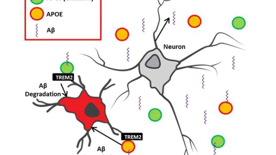 The interplay between innate immunity & genetic risk factors in Alzheimer’s disease content piece image