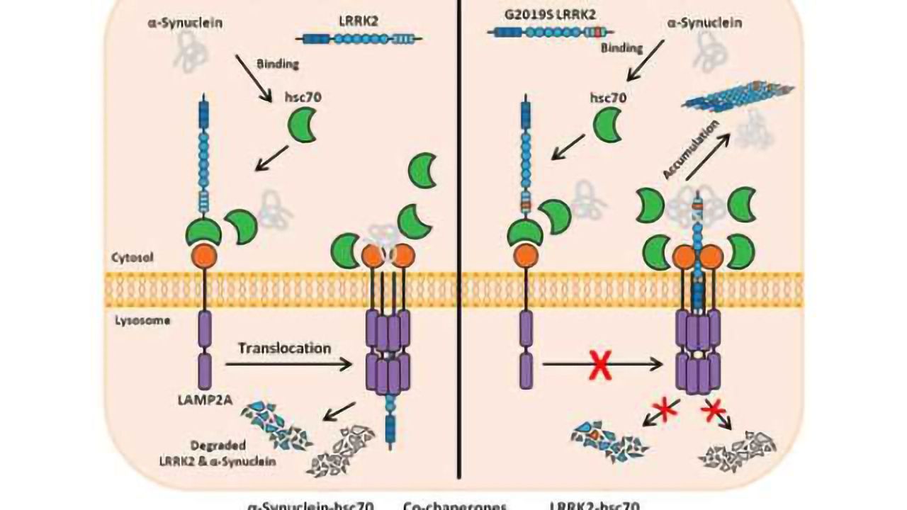 Pathologic connection between LRRK2 & chaperone-mediated autophagy