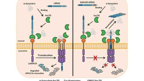 Pathologic connection between LRRK2 & chaperone-mediated autophagy
