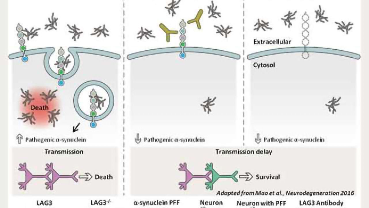 LAG3 a novel receptor for misfolded a-synuclein