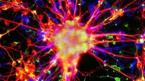 Differentiating neurospheres
