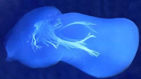Embryonic Nerves