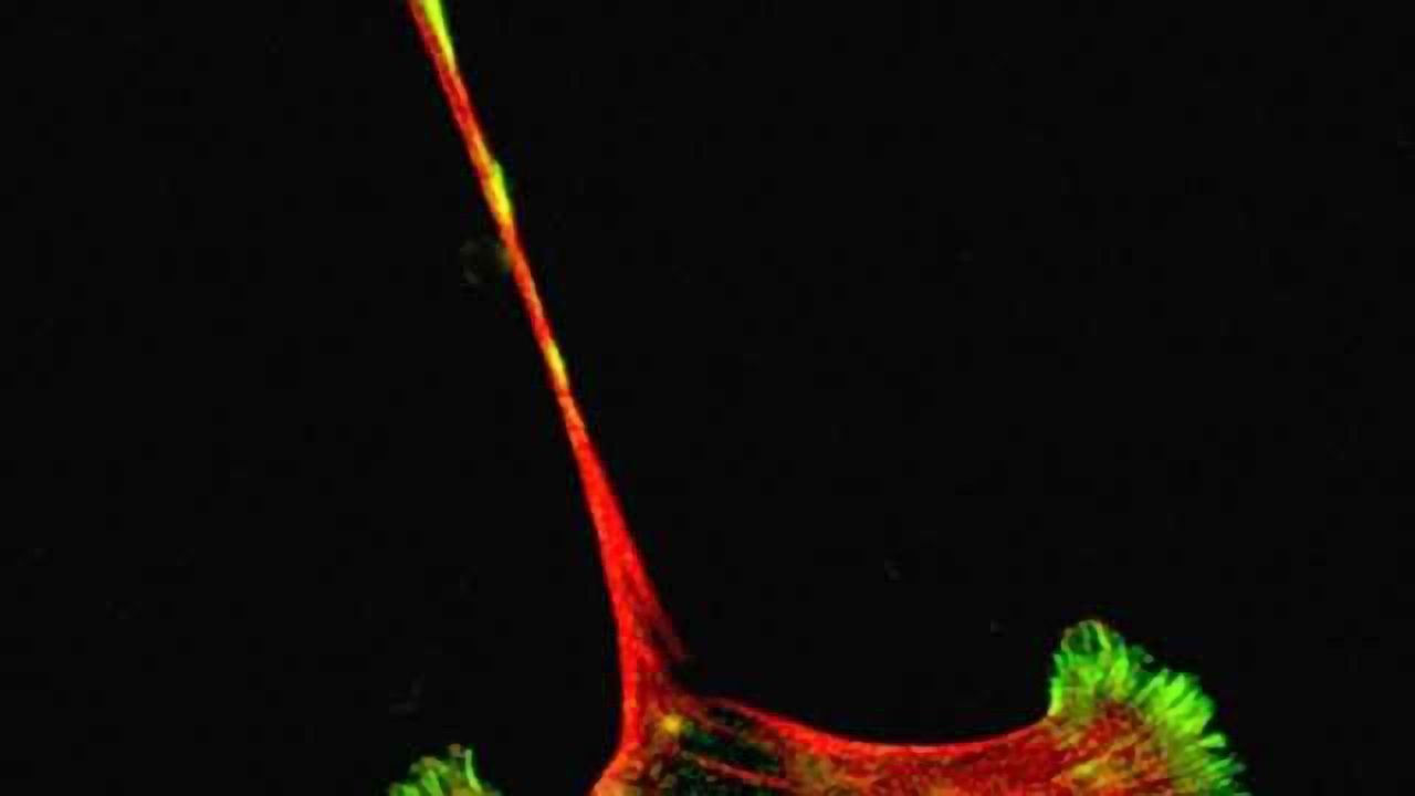 Developing Nerve Cell