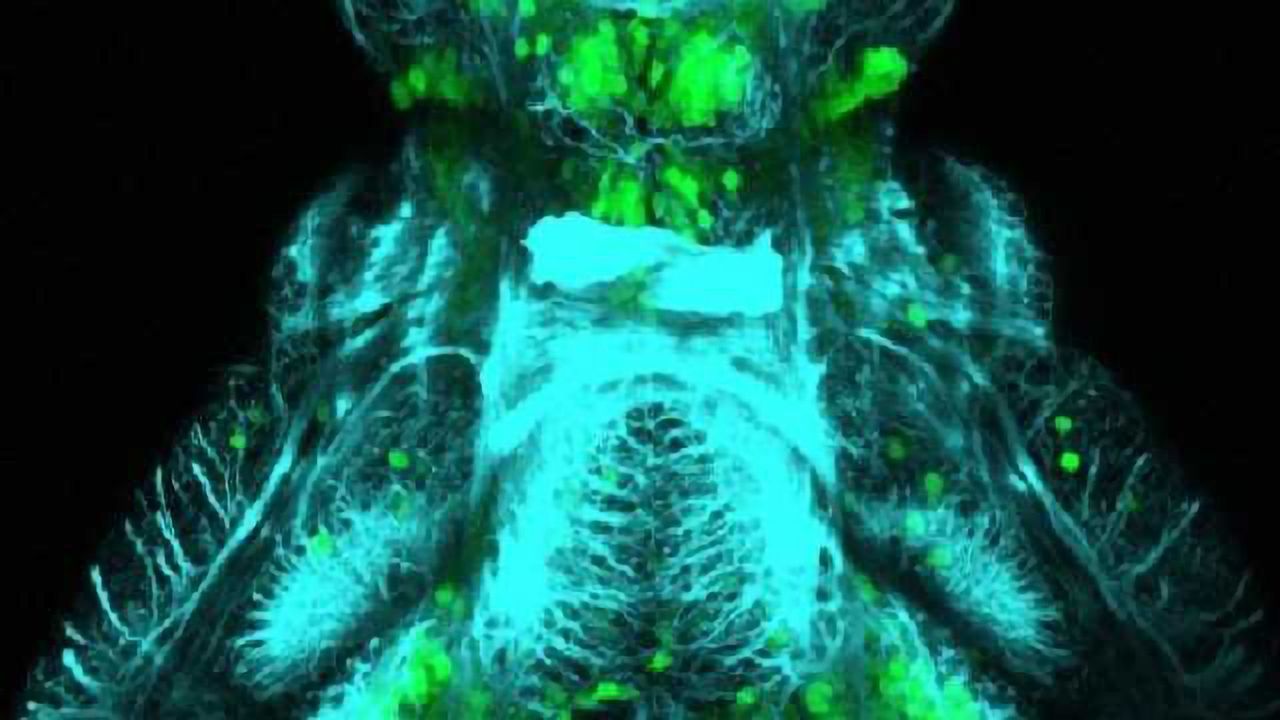 Zebrafish GABAergic neurons