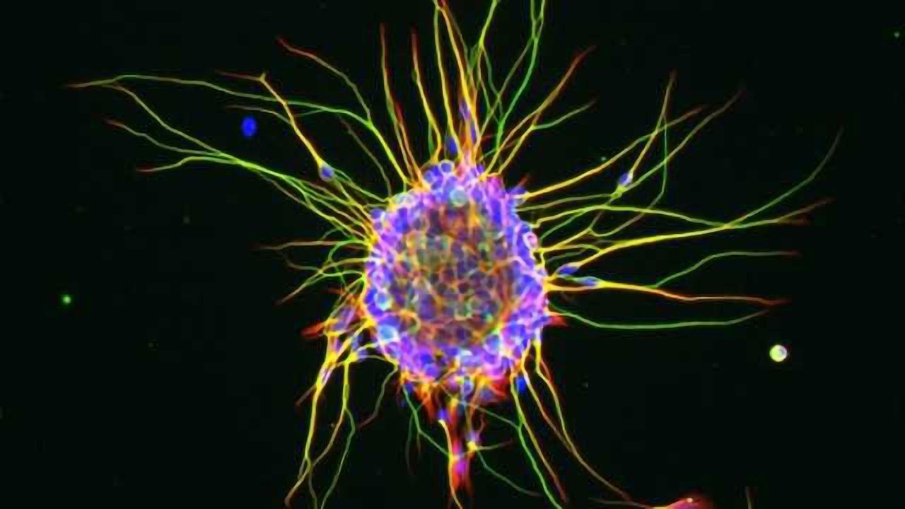 Neurons in Culture