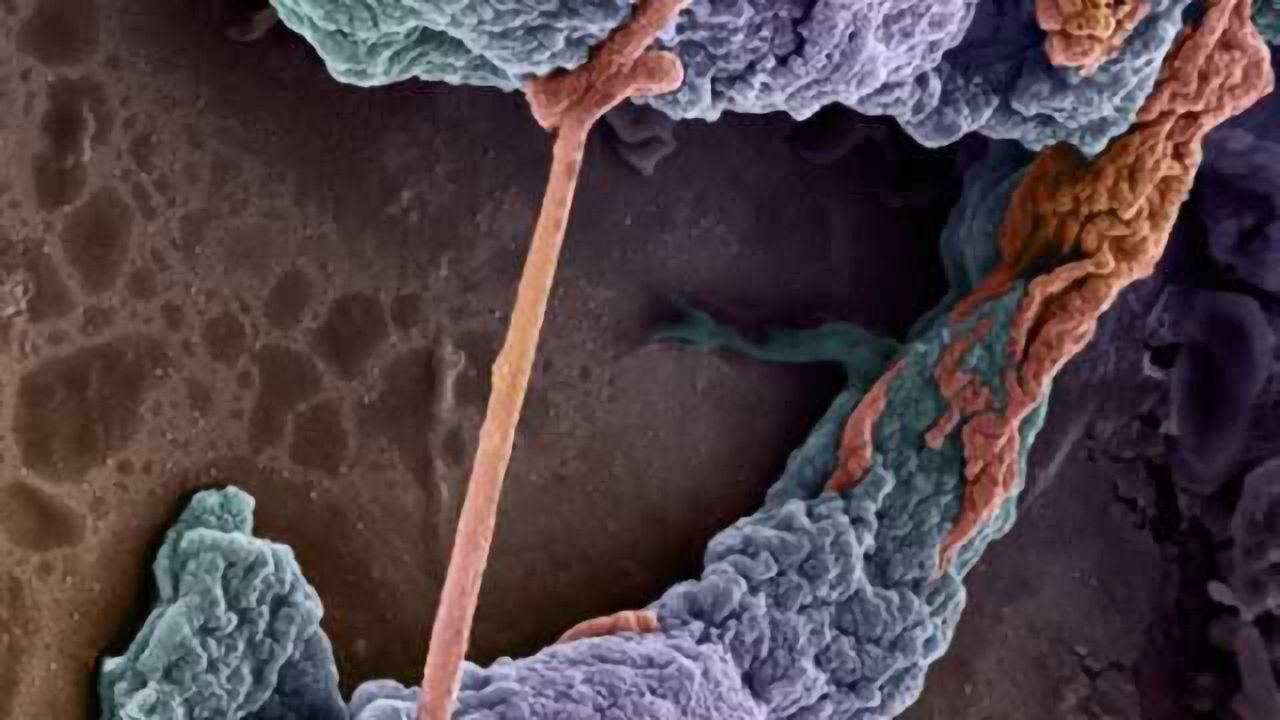 Neural capillaries