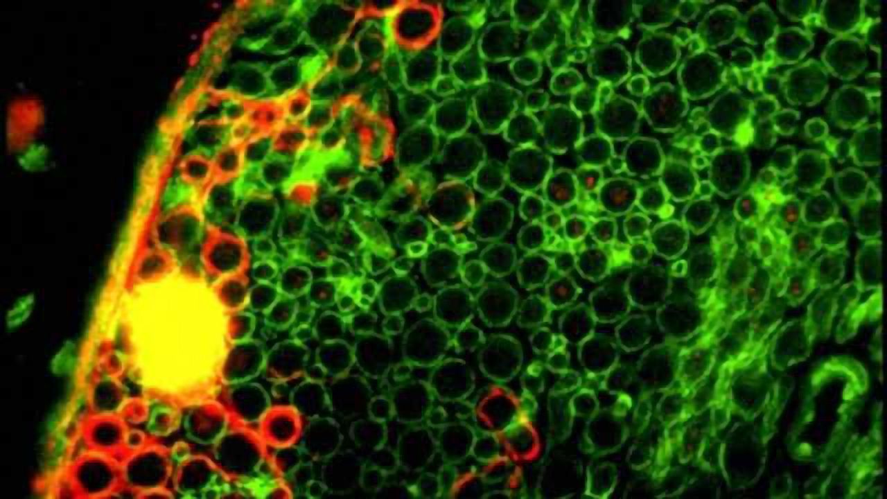 Neuroregeneration in a dish