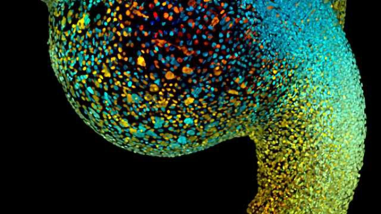 Zebrafish embryo