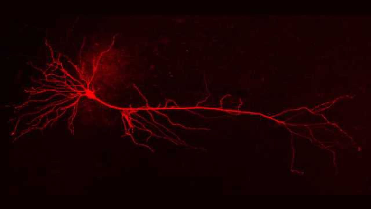 Computer model of nerve cells provides insights into communication problems