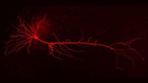 Computer model of nerve cells provides insights into communication problems