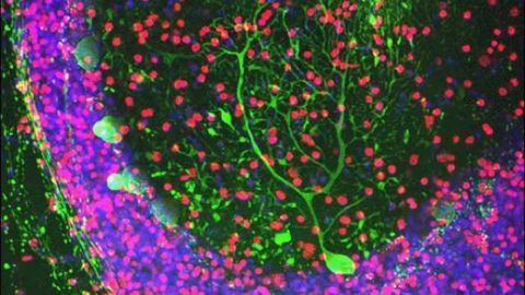 Cells in the cerebellum