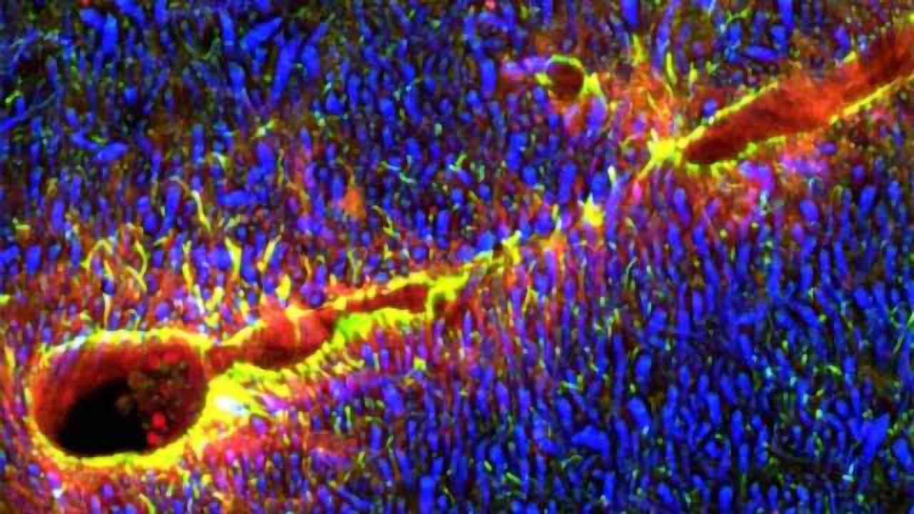 New molecule found that sneaks medicines across the blood brain barrier