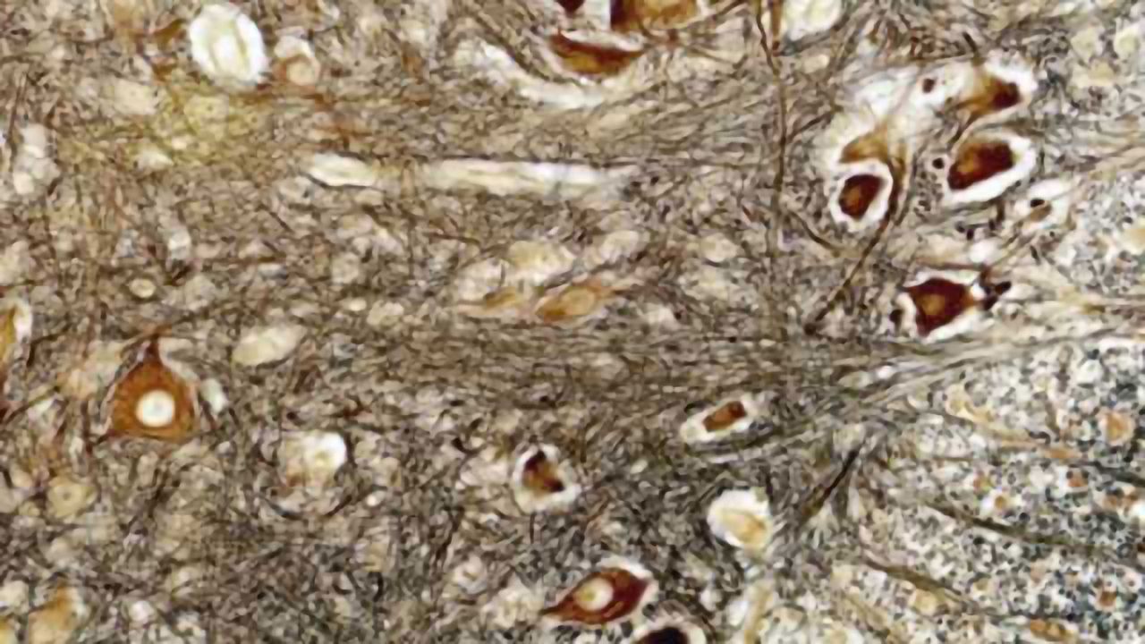 Rat spinal cord