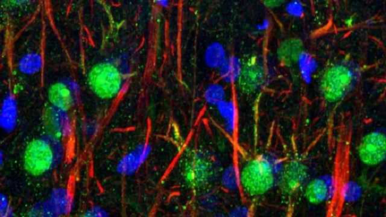 Neuropeptide receptors