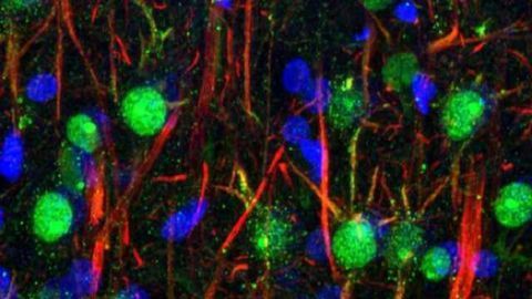 Neuropeptide receptors