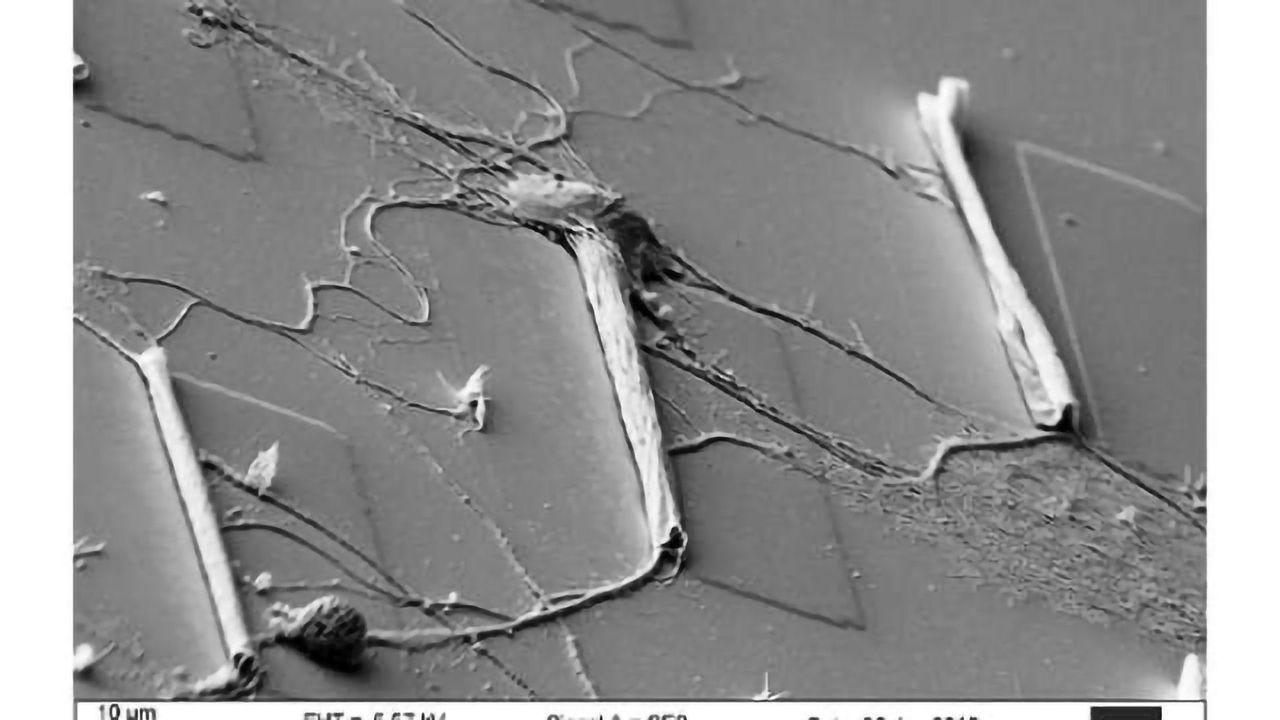 Microtubes create cozy space for neurons to grow, and grow fast