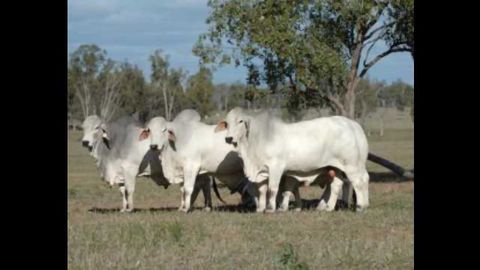 Unlocking the Genetic Secrets of Legendary Bulls