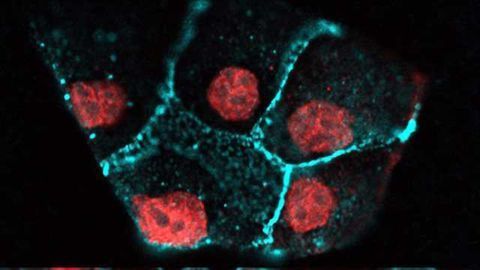 How Epithelial Cells Balance Division and Death