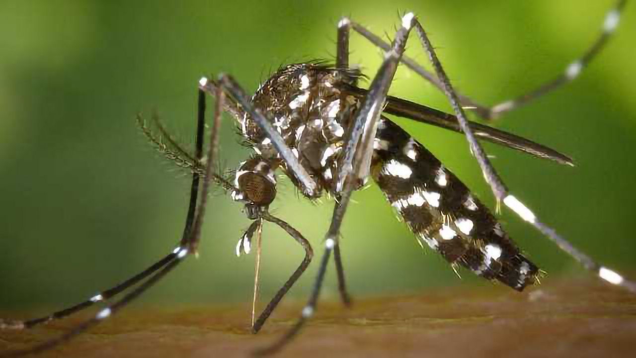 100% Effective Vaccine Against Malaria