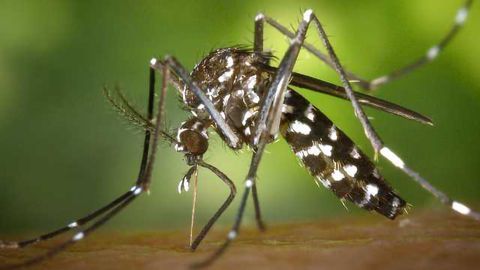 100% Effective Vaccine Against Malaria