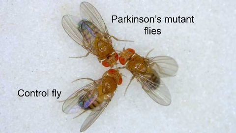 Mitochondrial Genetic Switch Important For Parkinson's Disease