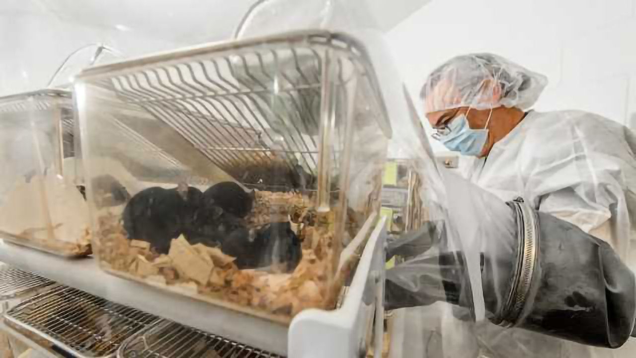 Microbiomes Influence Metabolic Disease