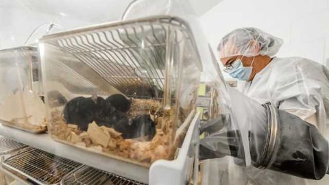 Microbiomes Influence Metabolic Disease