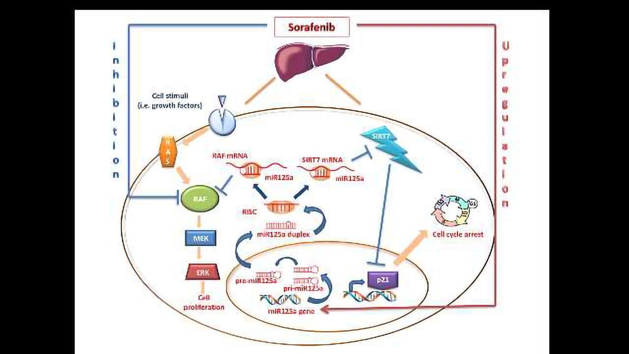 Boosting the Efficacy of A Key Cancer Treatment