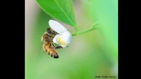Where Do Honey Bees Come From?