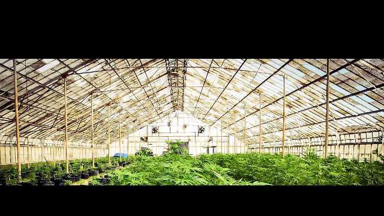 Marijuana Sales Creating Damage to the Environment