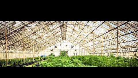 Marijuana Sales Creating Damage to the Environment