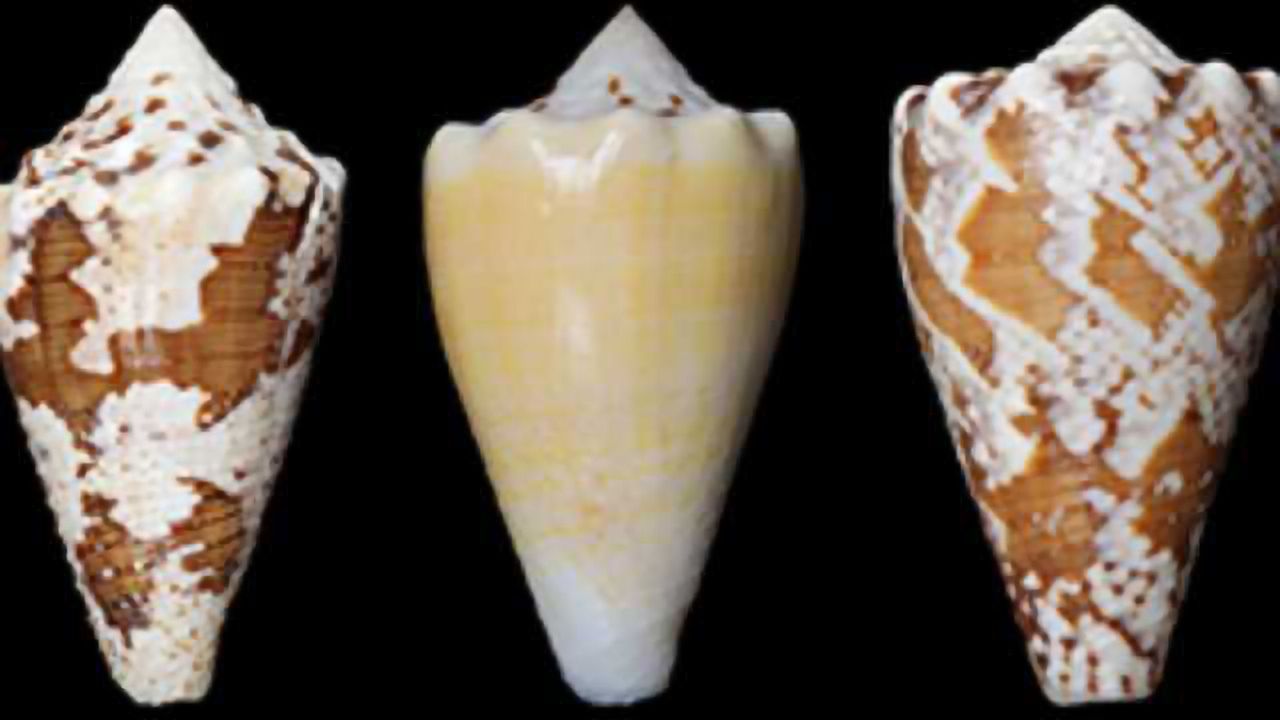 Developing Pain Drugs at a Snail's Pace