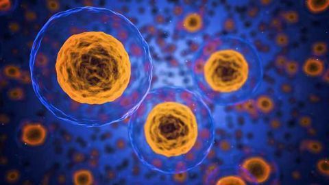 New Method Shows How Proteins Stabilize the Cell Surface