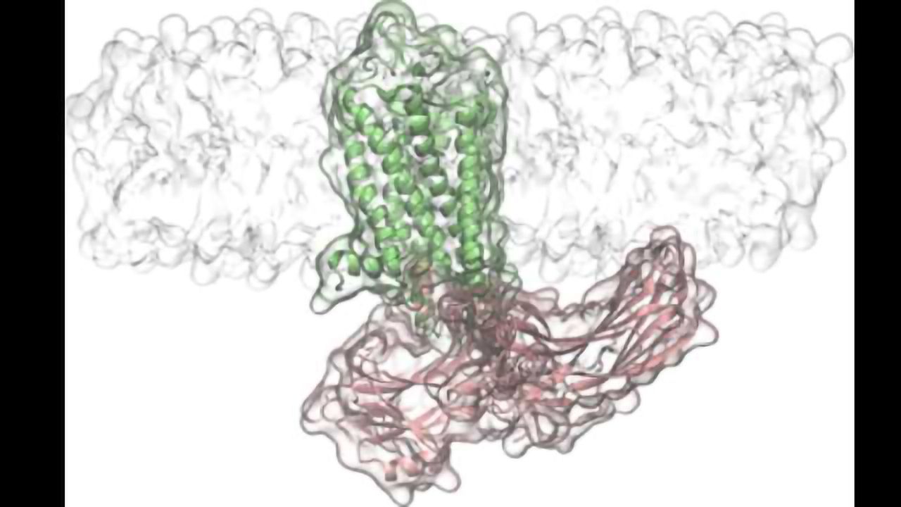 Arrestin Loops Interact Directly with the Membrane