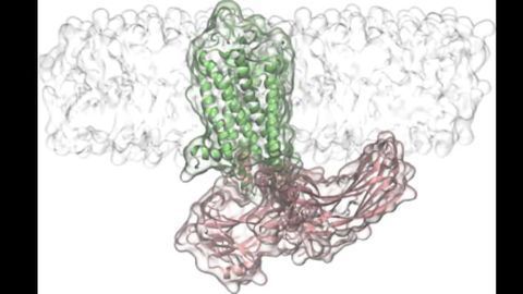 Arrestin Loops Interact Directly with the Membrane