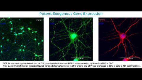 Precision NanoSystems offers ground-breaking transfection technology for primary cells