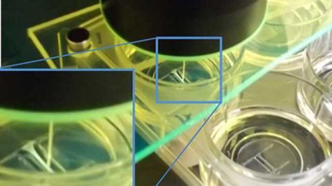 Heart-on-a-Chip Models Heart's Response to Stress
