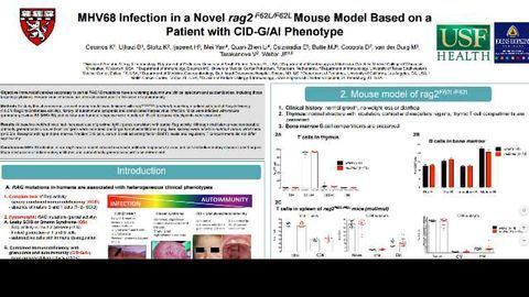 基于CID-G/AI表型患者的新型RAG2 F62L/F62L小鼠模型中的MHV68感染