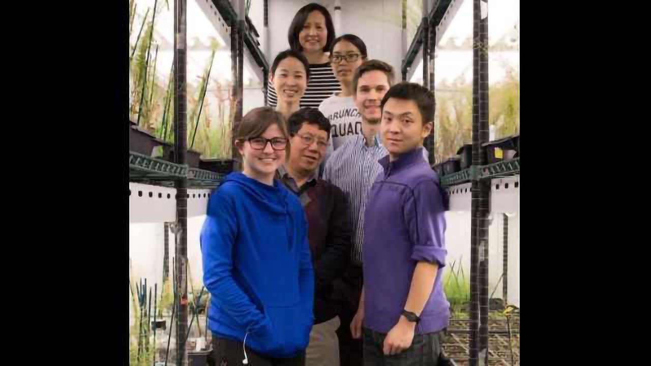 What Makes Plant Growth Slow Down?