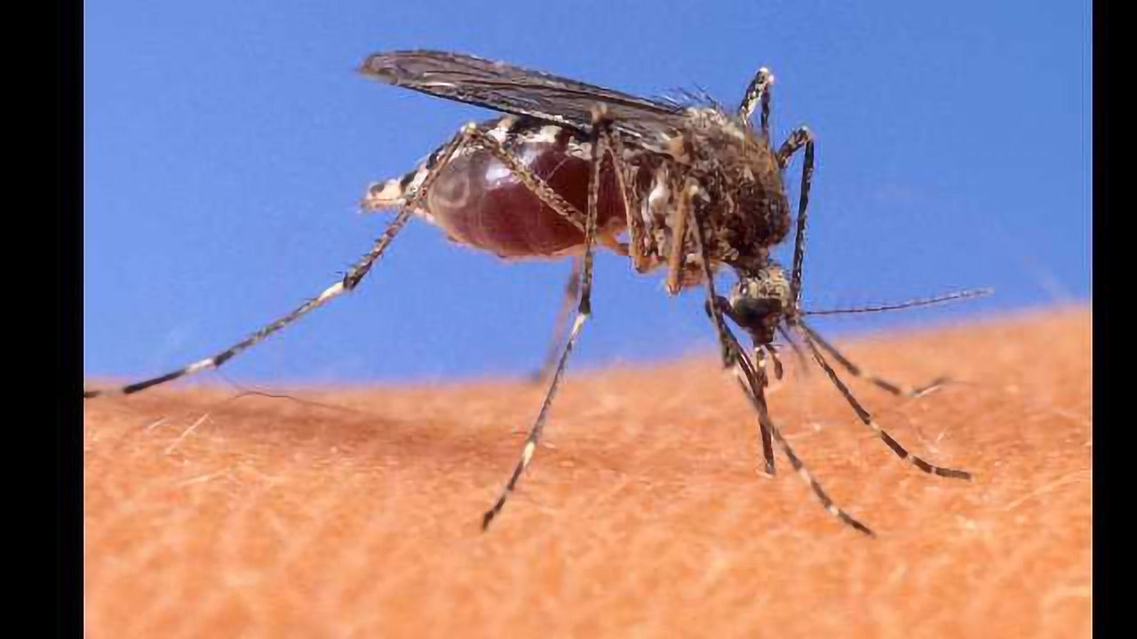 Controlling Mosquito Populations by Disrupting Their Egg Production
