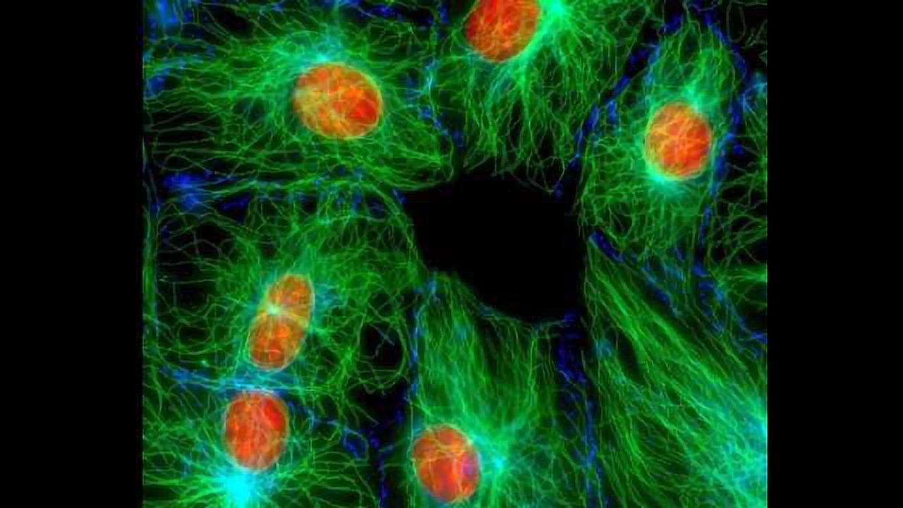 Verifying Cell Lines Is A Really Big Deal