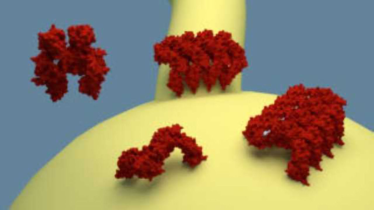 EDH Proteins Reshape Cell Membranes