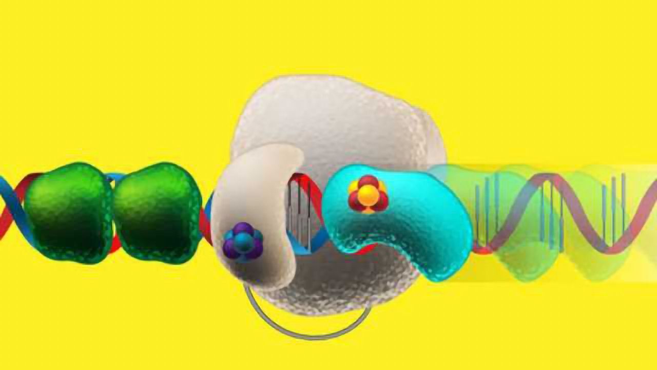 DNA Replication Depends on High Speed Electron Transport