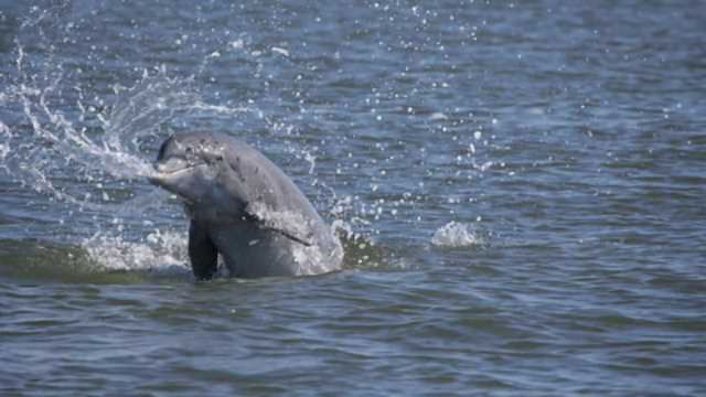 What Makes a Dolphin a Dolphin? | Technology Networks
