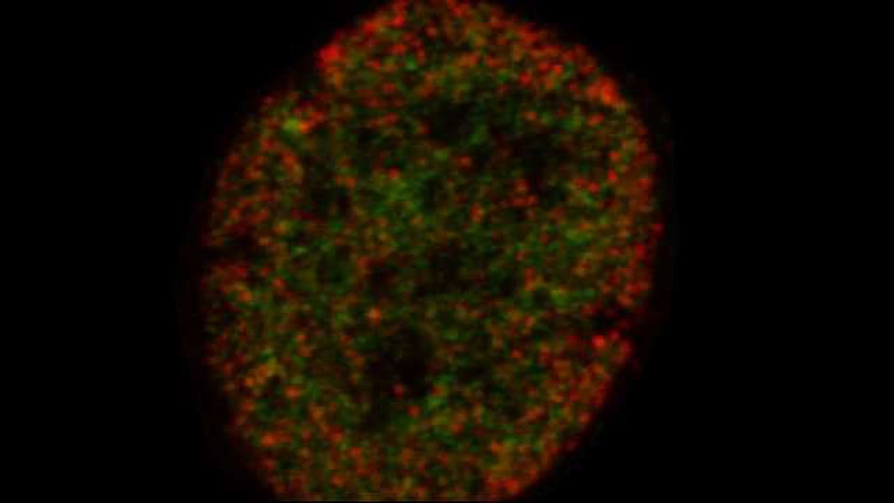Seeing a Stem Cell's Future